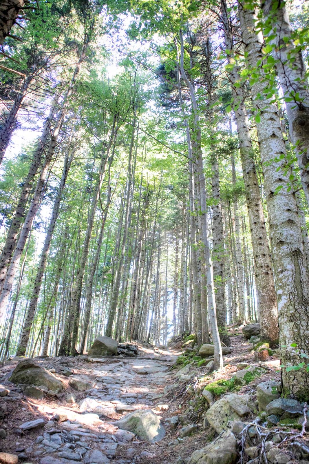 Photographic view of a large forest in spring  by fotografiche.eu