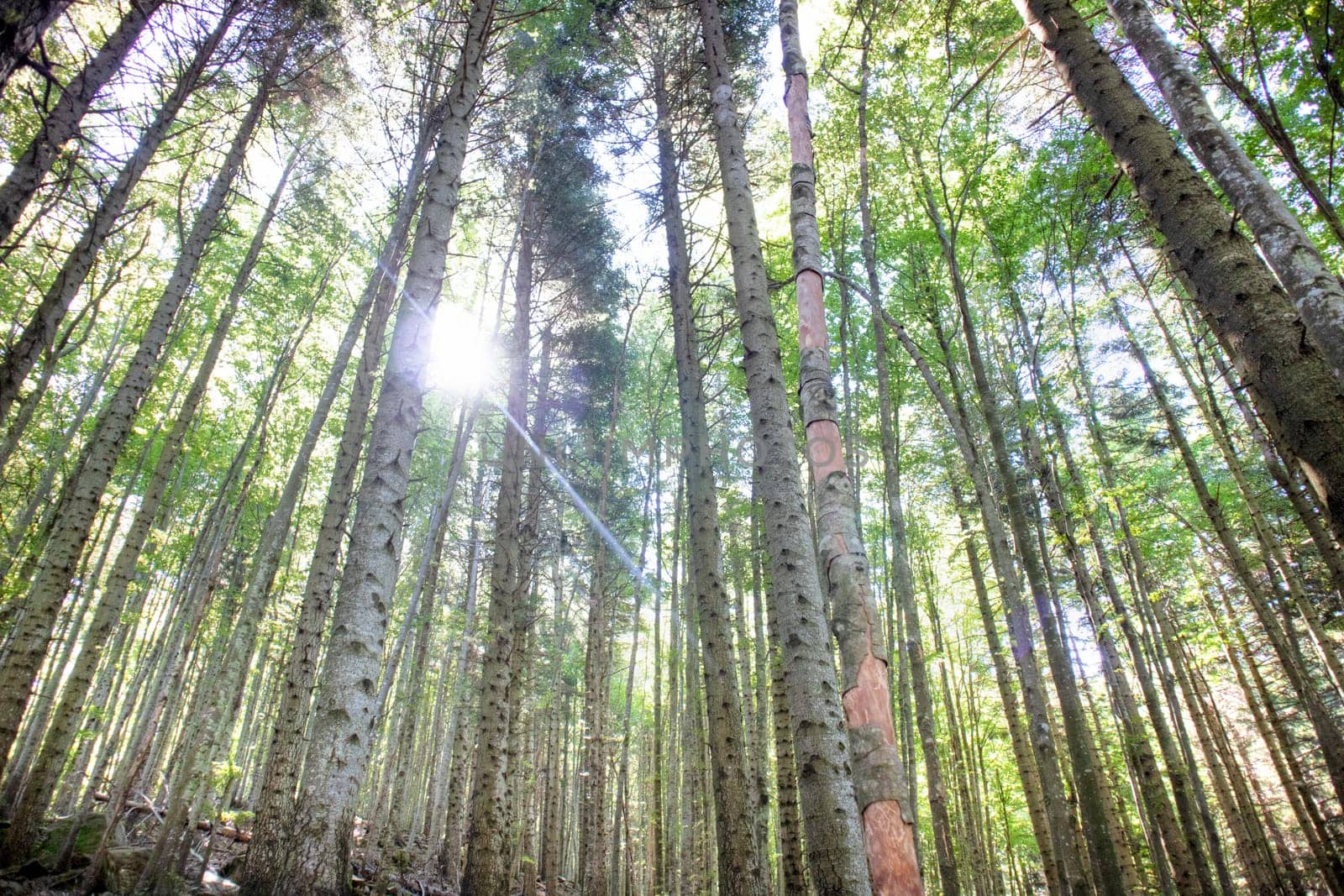 Photographic documentation of the view of a large forest in the spring season 