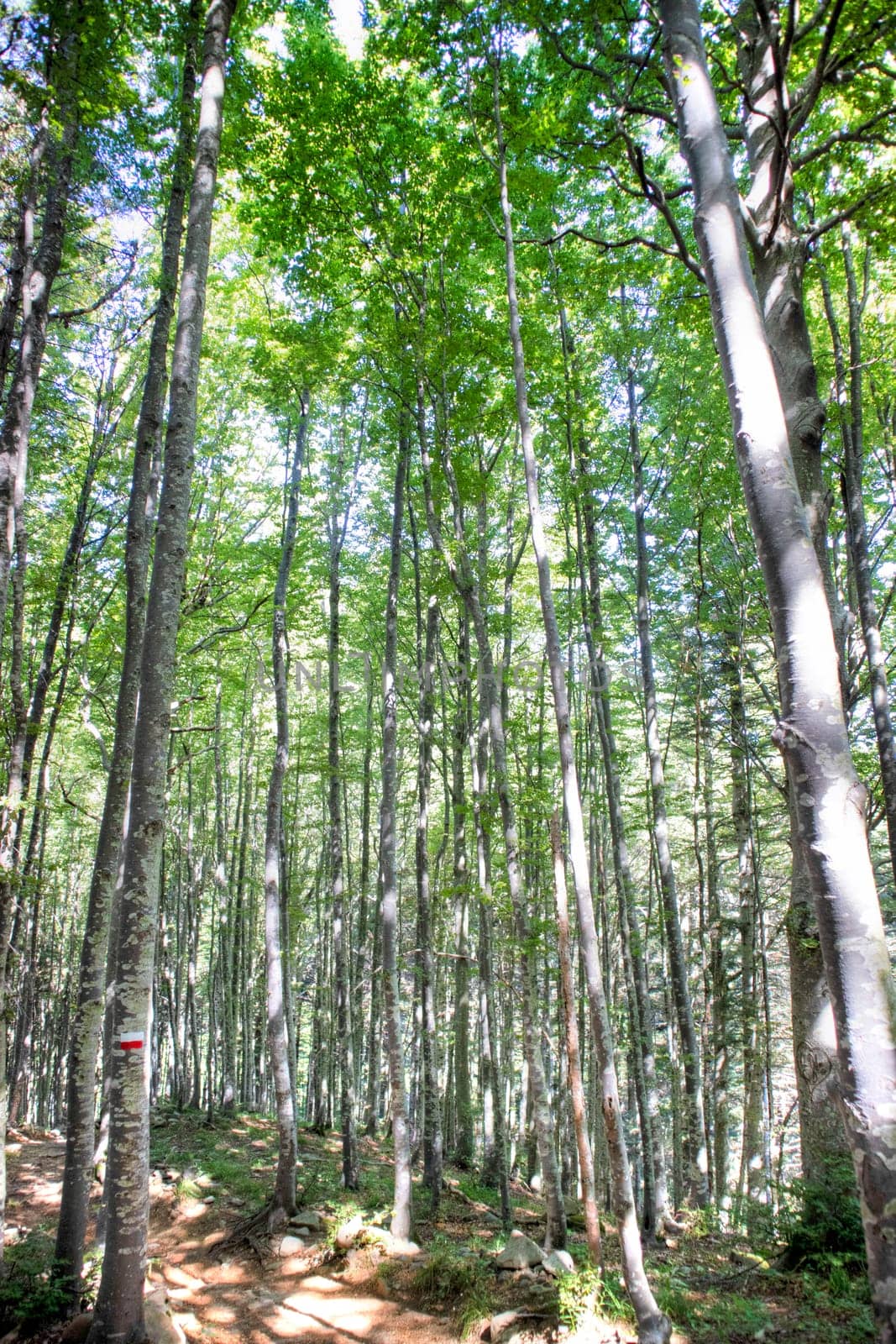 Photographic documentation of the view of a large forest in the spring season 