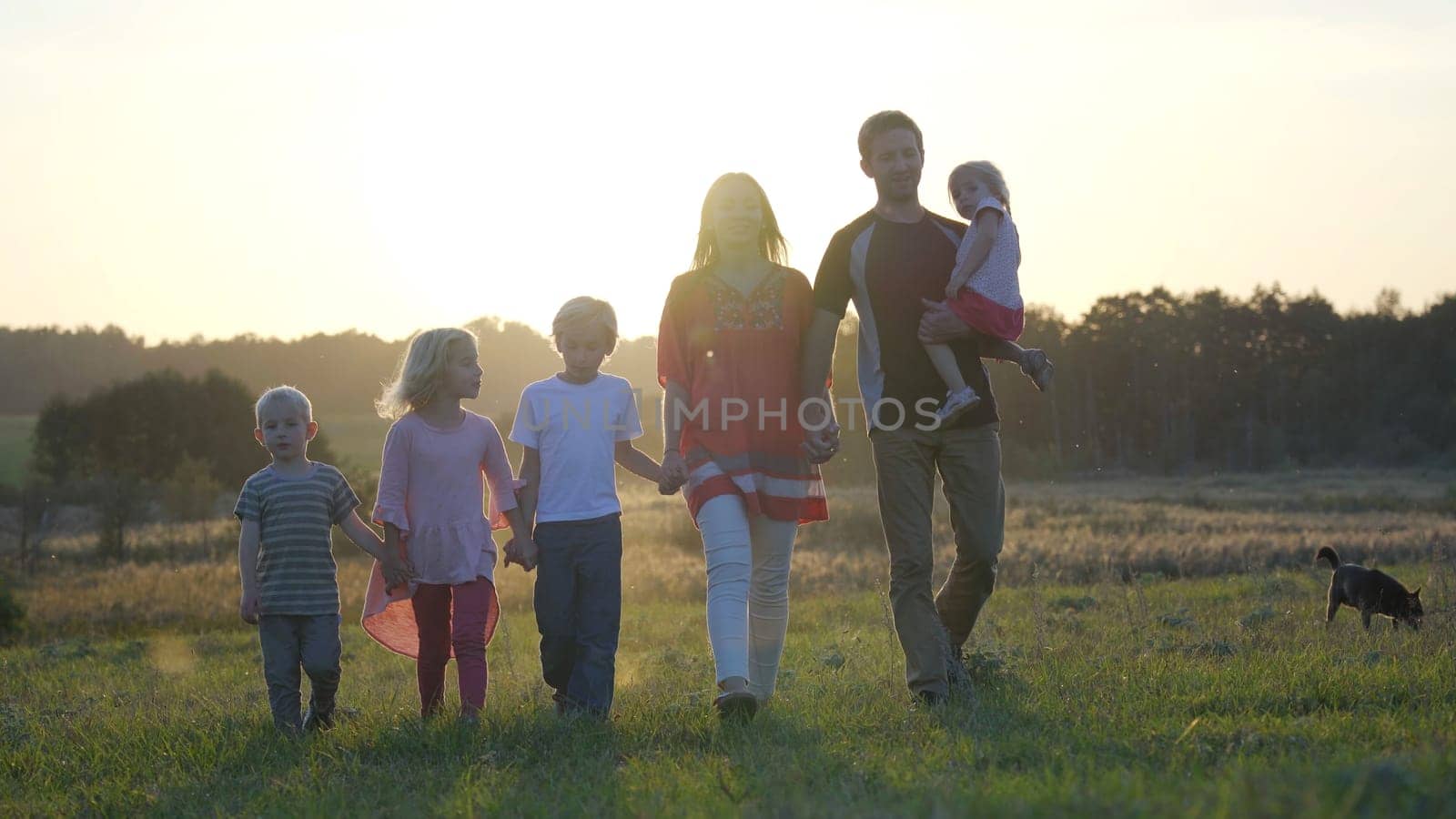 A large friendly family walks across the field at sunset with dogs