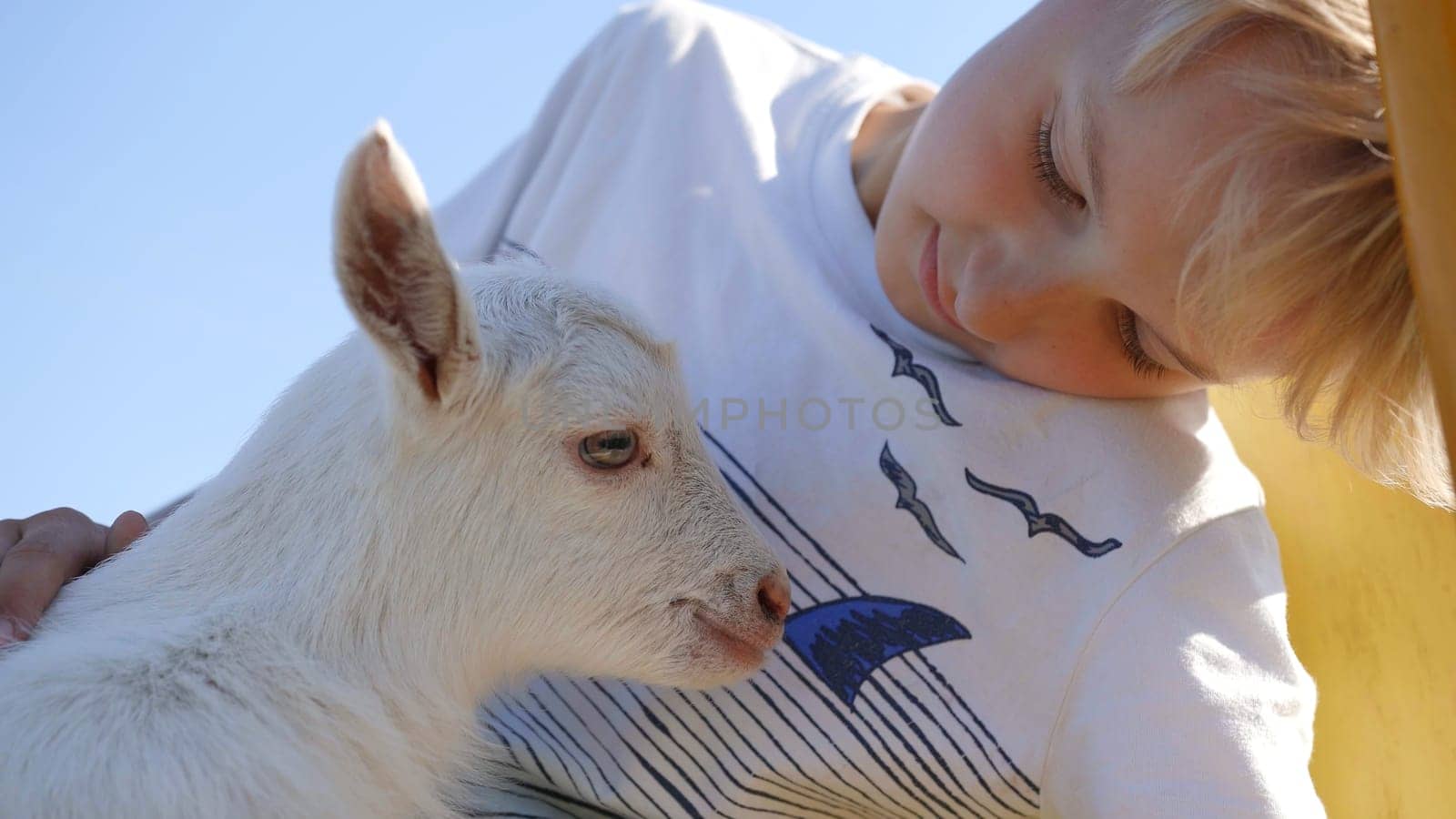 The little boy is stroking the little goat. by DovidPro