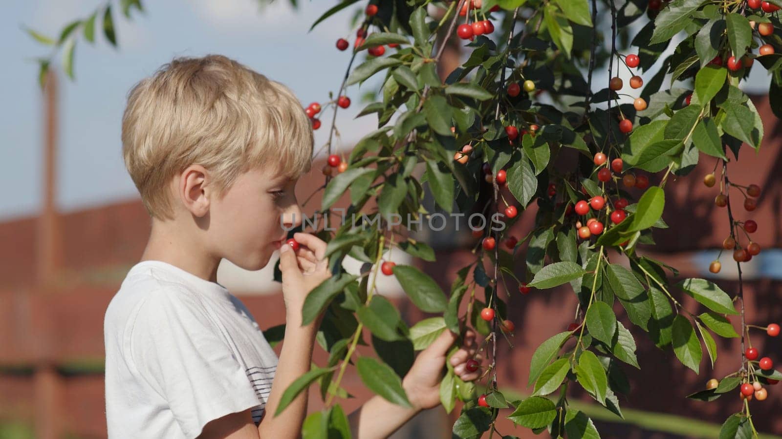 A boy picks cherry berries from a tree and eats them. by DovidPro