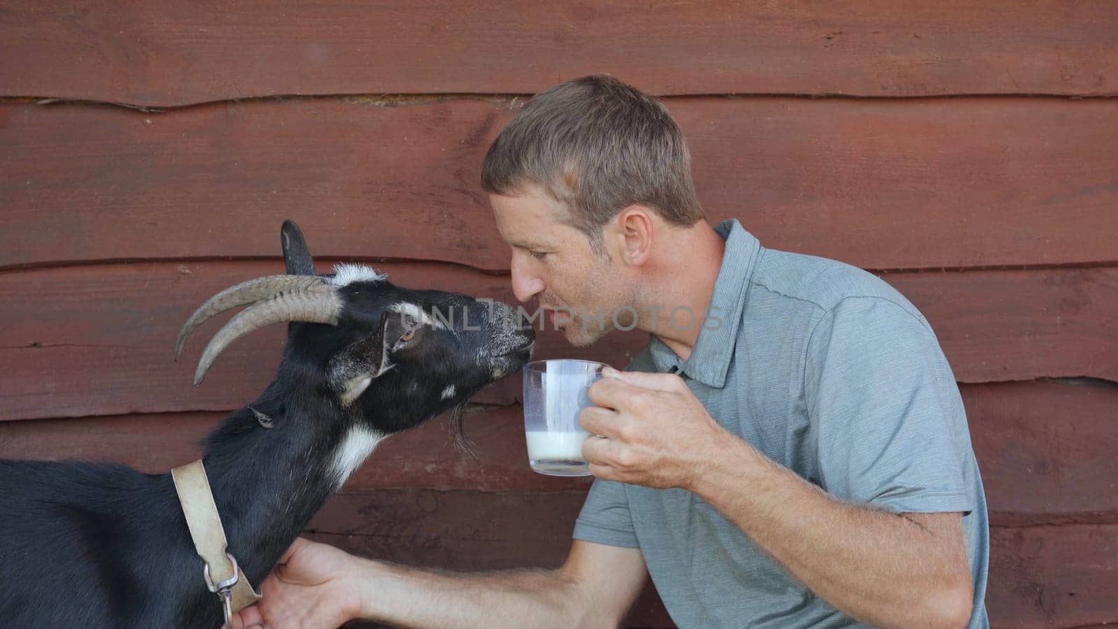 The farmer drinks goat milk from a mug and kisses his beloved goat
