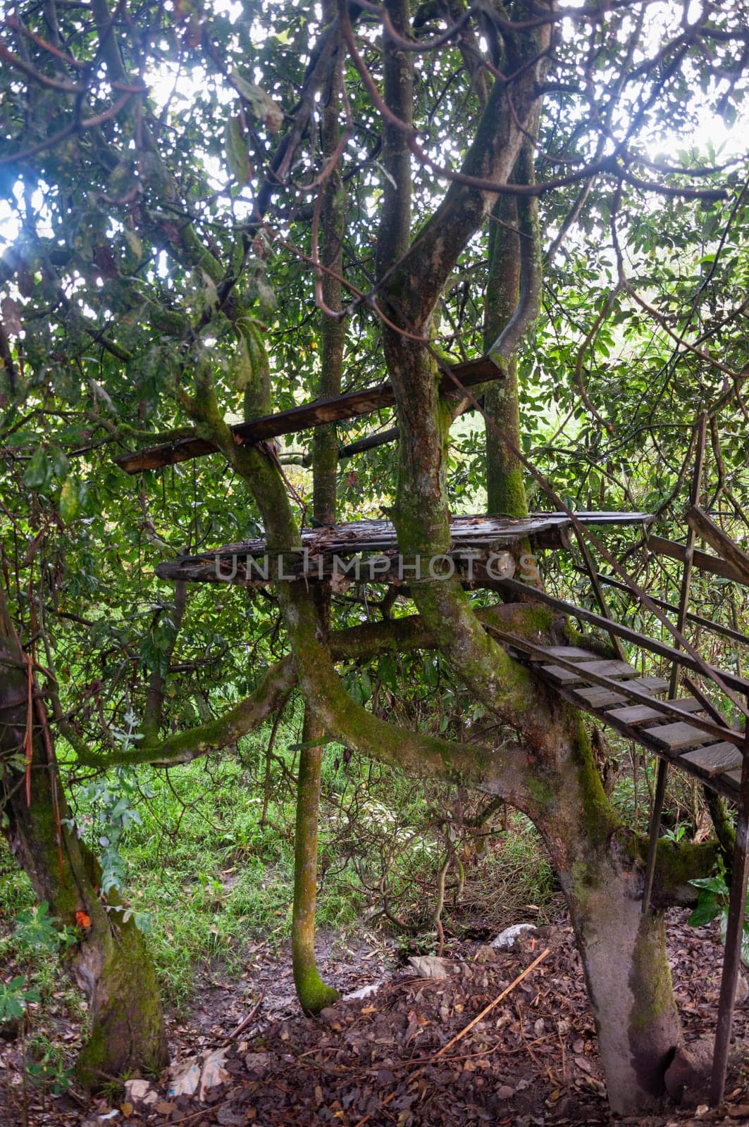 wooden platform on a tree for paramilitary soldiers in the jungle of ecuador. army day. High quality photo