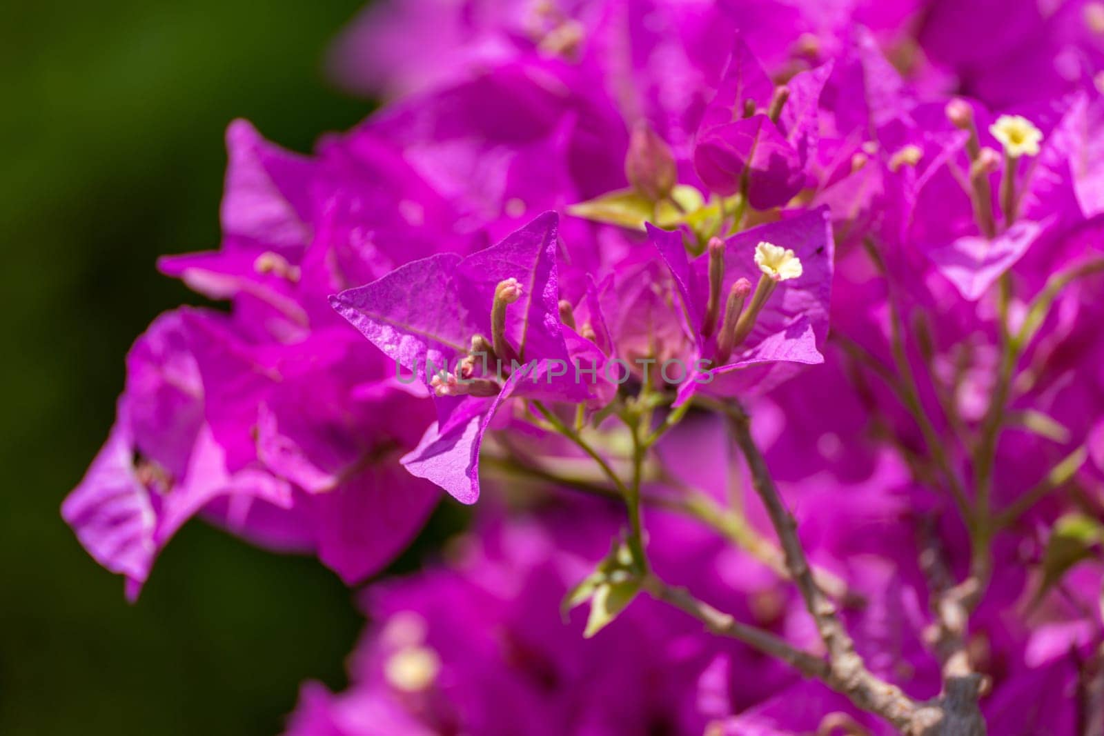 Bougainvillea glabram flower, paperflower. Beautiful magenta bougainvillea tree on sunny spring day.