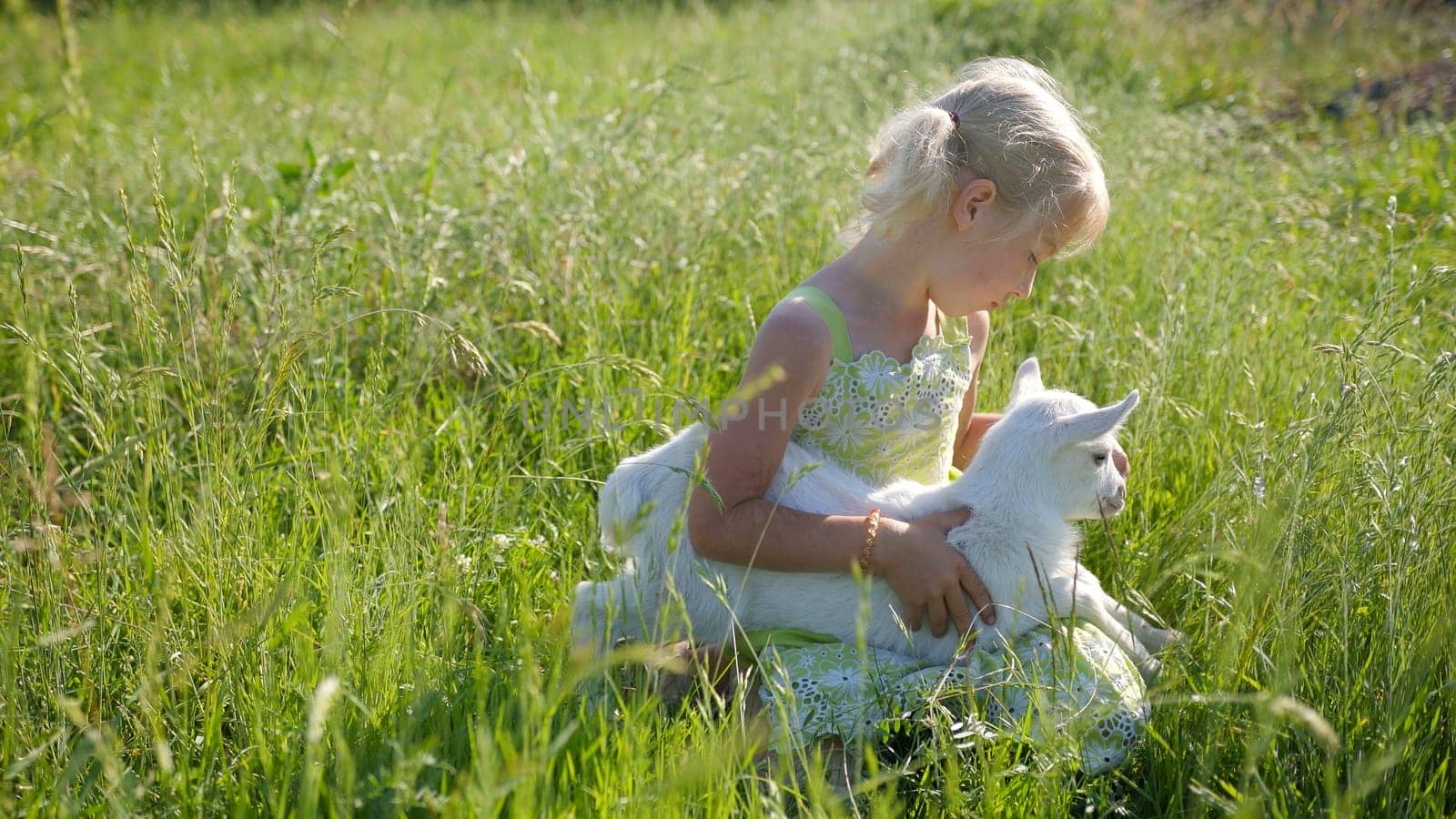 6 year old girl in the meadow with a small white goat