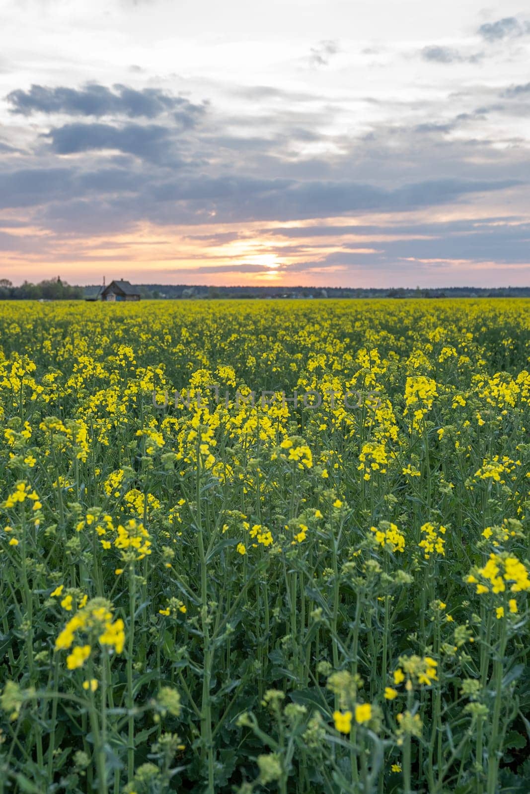 Summer Landscape with a field of yellow flowers. Sunrise