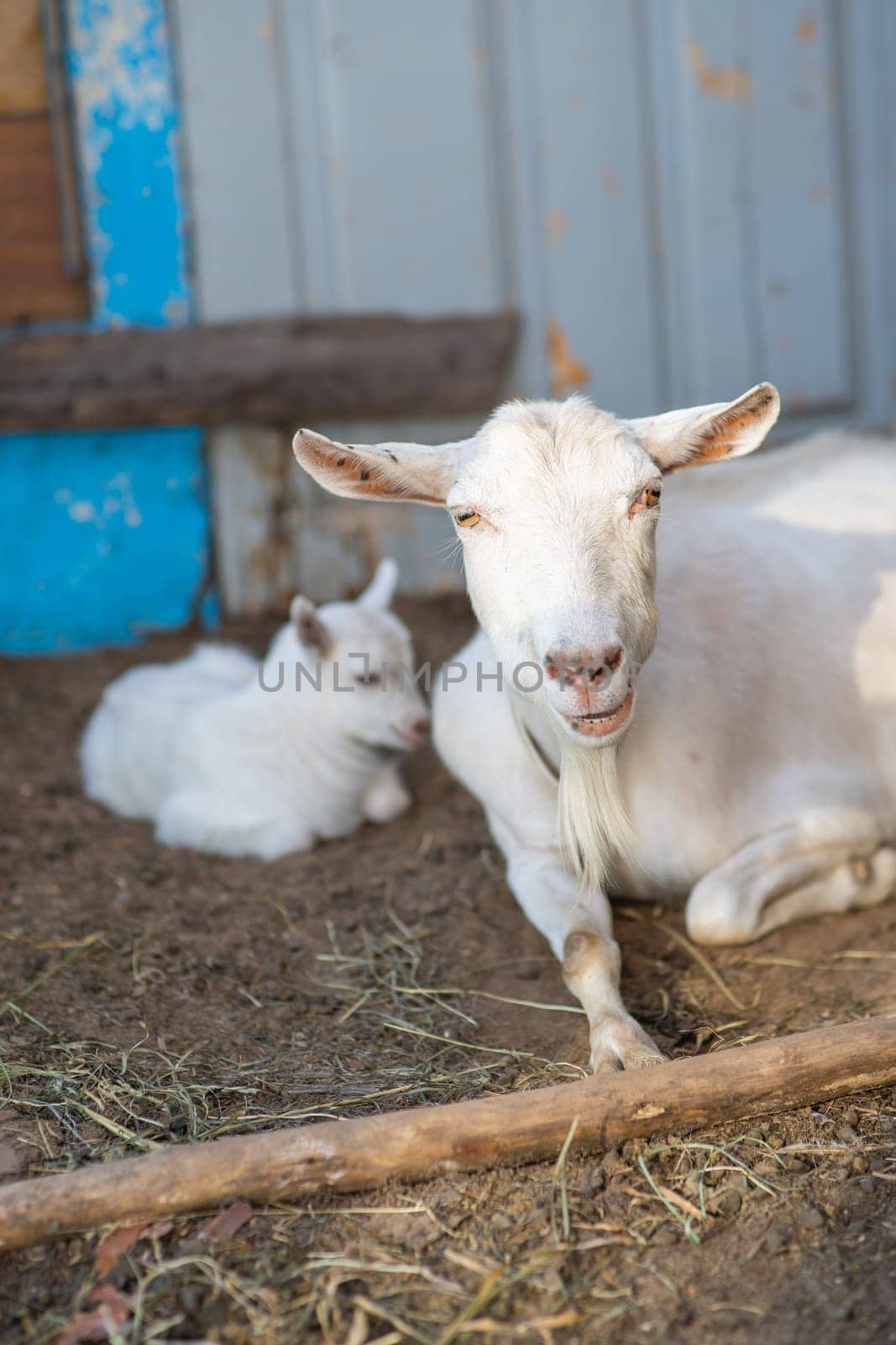 White mother goat lies at the barn with the cub