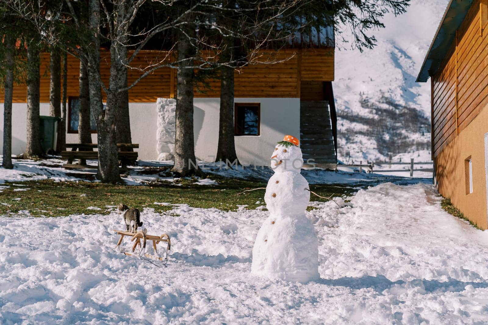 Tabby cat stands on a sled next to a snowman in the courtyard of a wooden chalet and looks into the distance. High quality photo