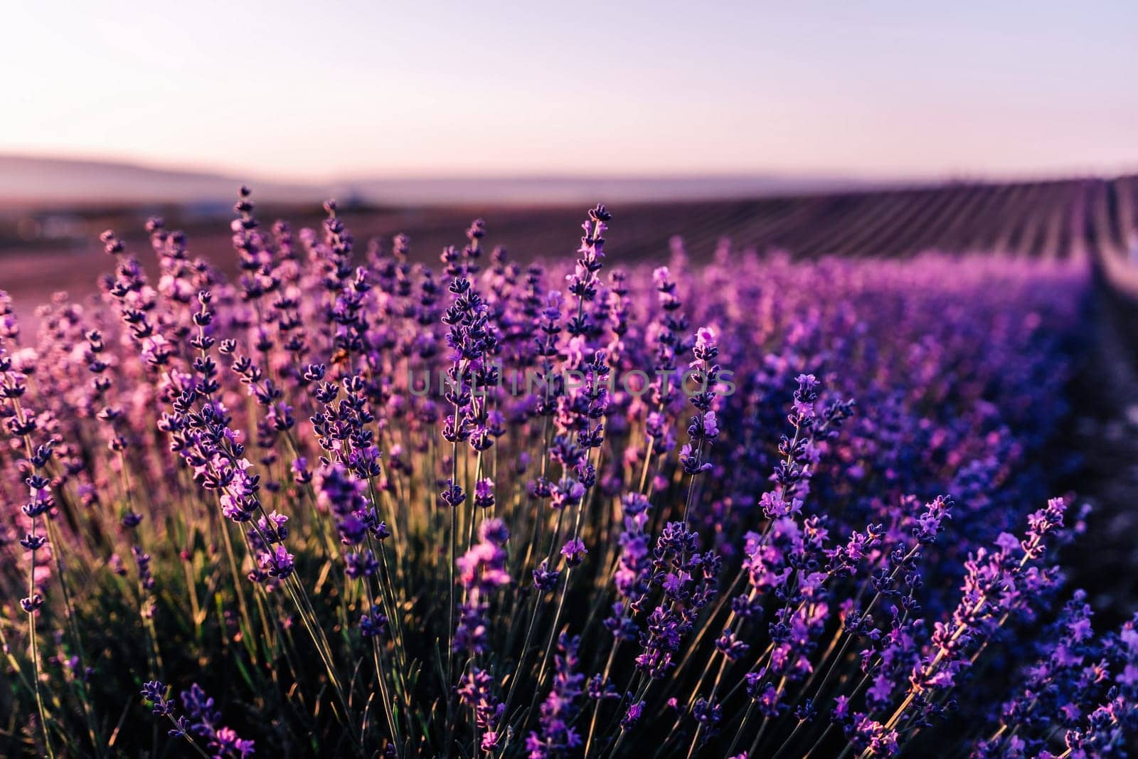 Lavender flower blooming scented fields in endless rows. Selective focus on Bushes of lavender purple aromatic flowers at lavender field. Abstract blur for background.