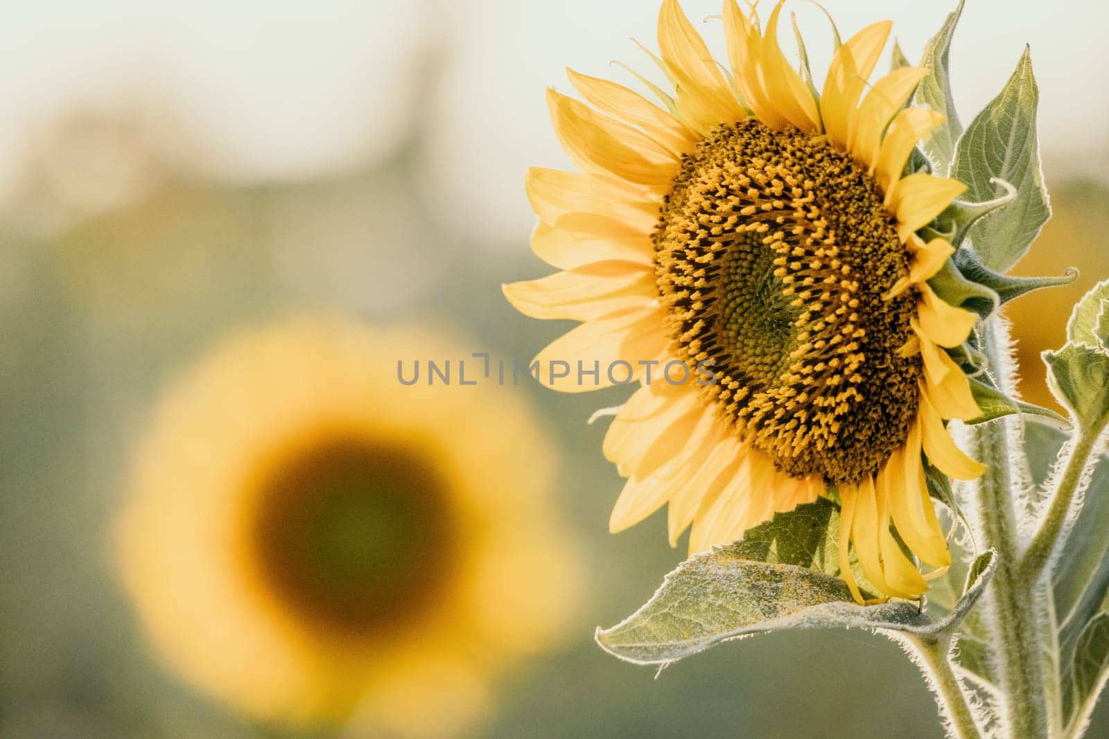 Close-up of a sunflower growing in a field of sunflowers during a nice sunny summer day with some clouds. Helianthus