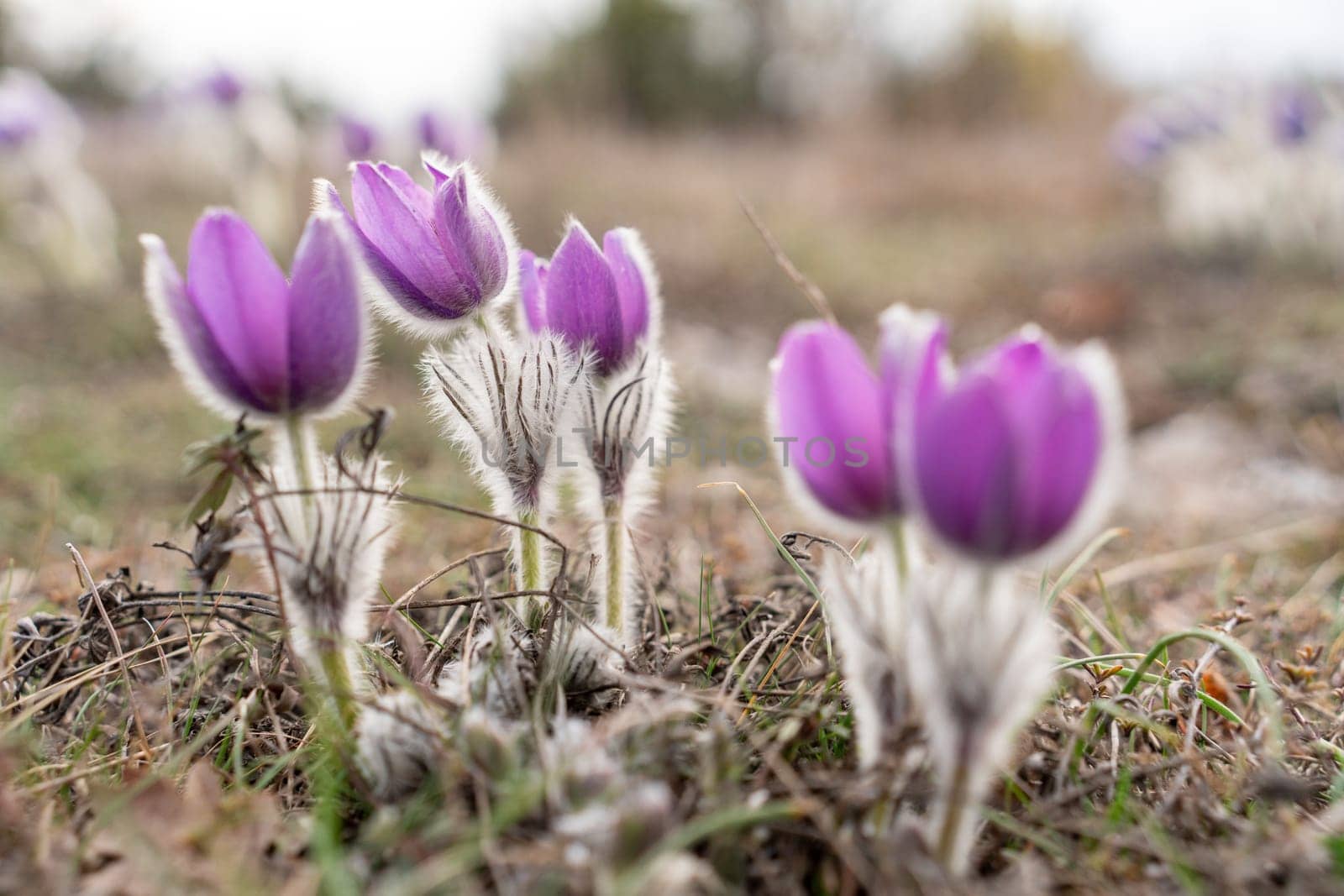 Dream grass spring flower. Pulsatilla blooms in early spring in forests and mountains. Purple pulsatilla flowers close up in the snow by Matiunina
