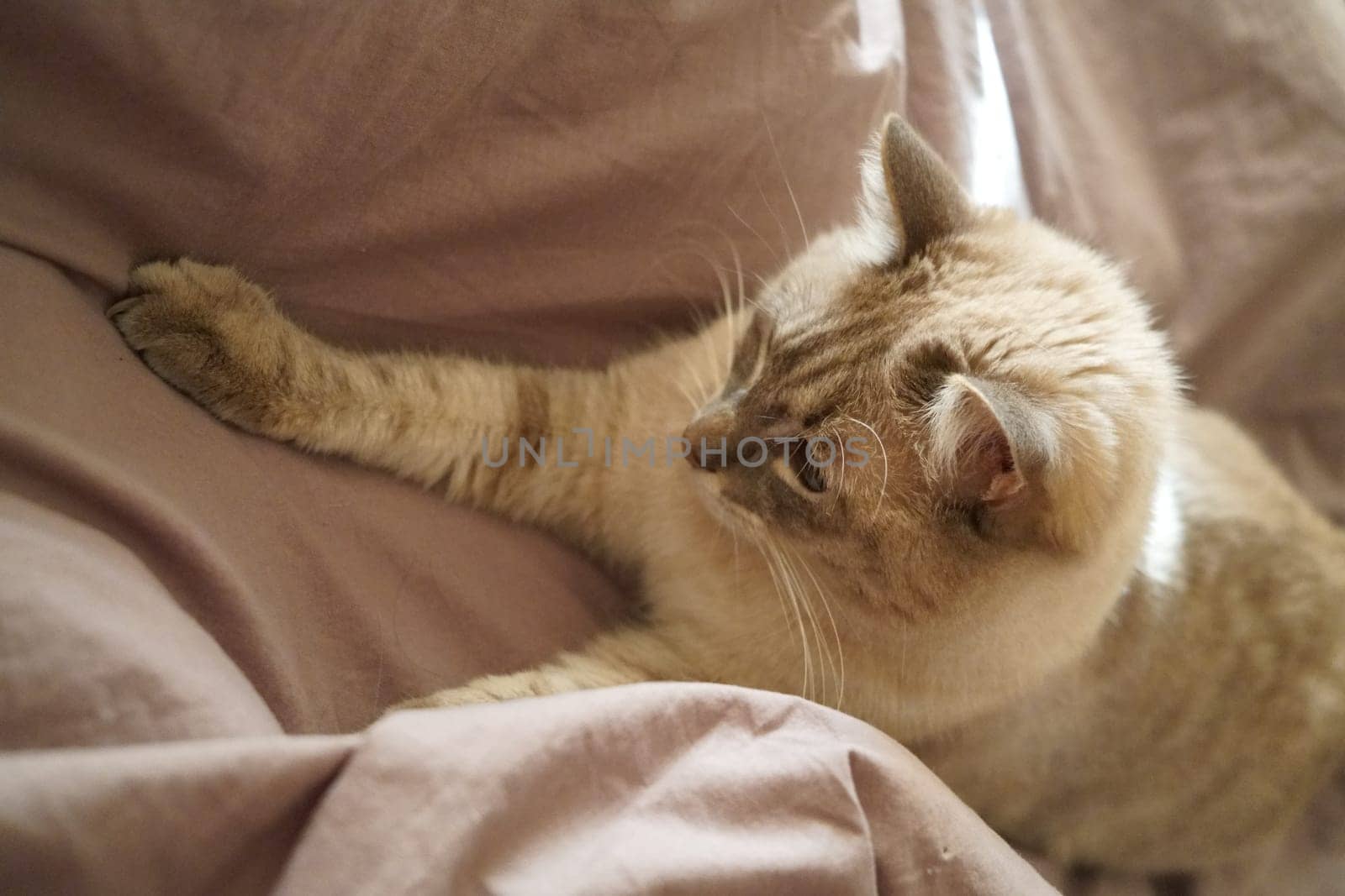 Front view of a cute beautiful Siamese breed cat on a classic brown blanket. High quality photo