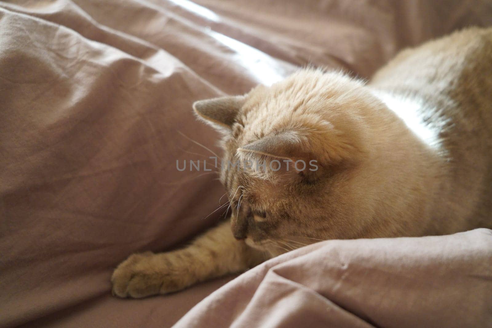 Front view of a cute beautiful Siamese breed cat on a classic brown blanket. High quality photo