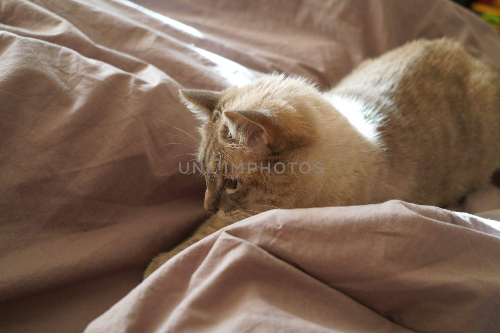 Front view of a cute beautiful Siamese breed cat on a classic brown blanket. High quality photo