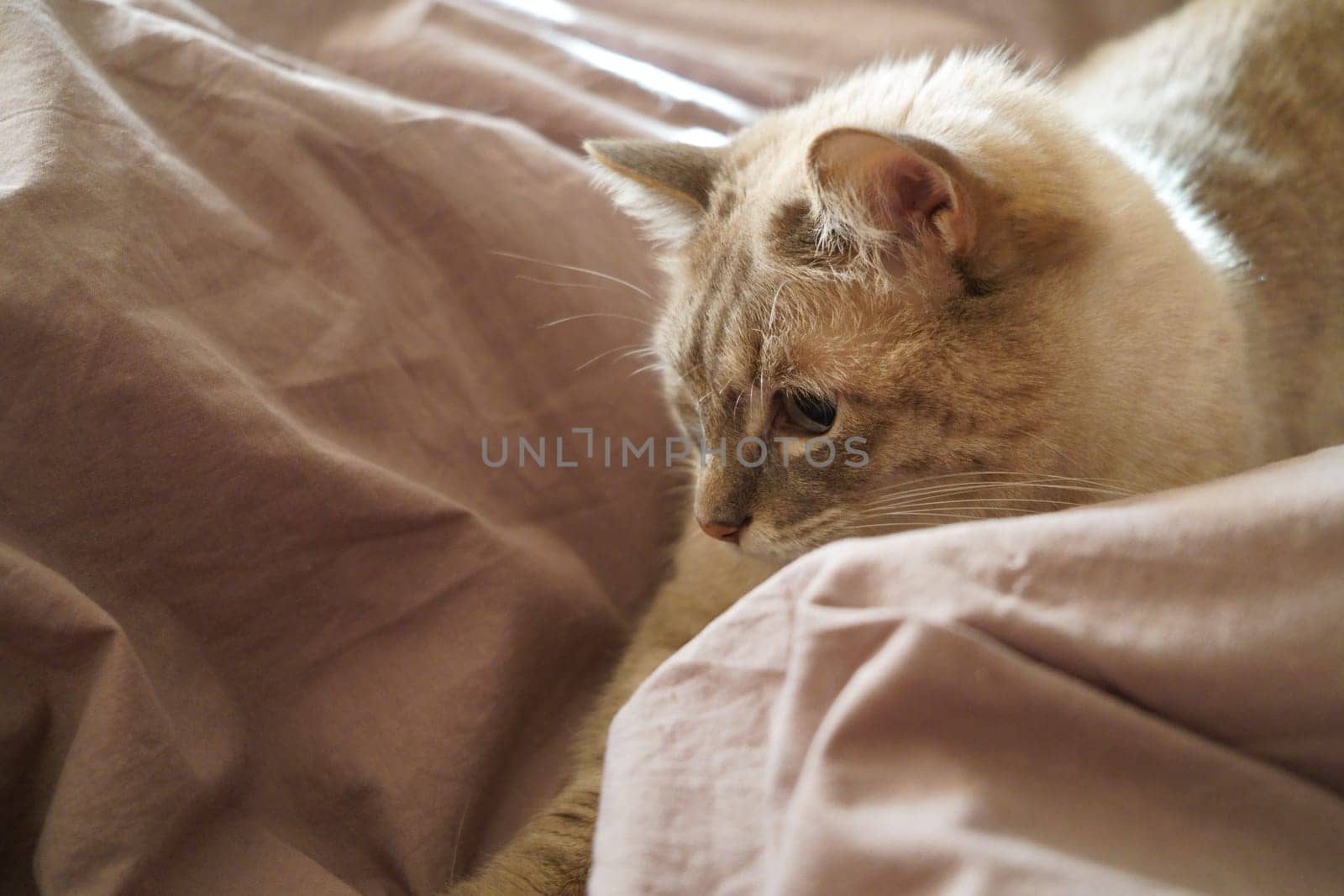 Front view of a cute beautiful Siamese breed cat on a classic brown blanket. High quality photo