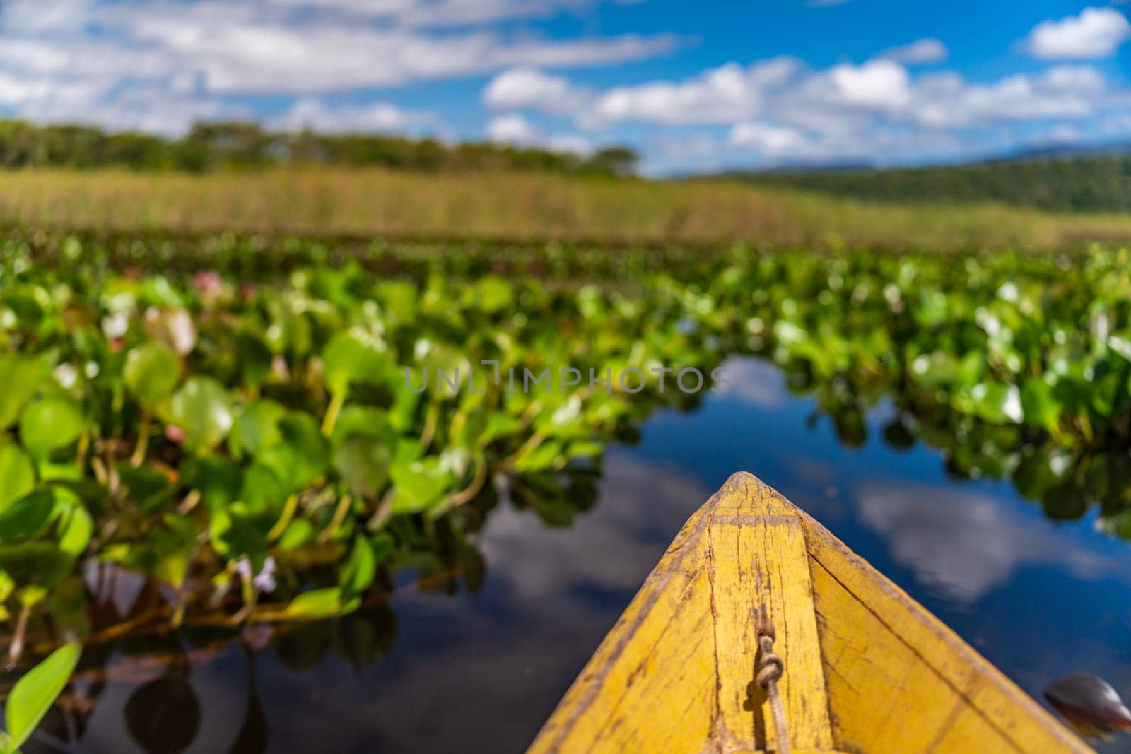 Boat journey through serene water hyacinths under a clear sky, invoking peacefulness and adventure.