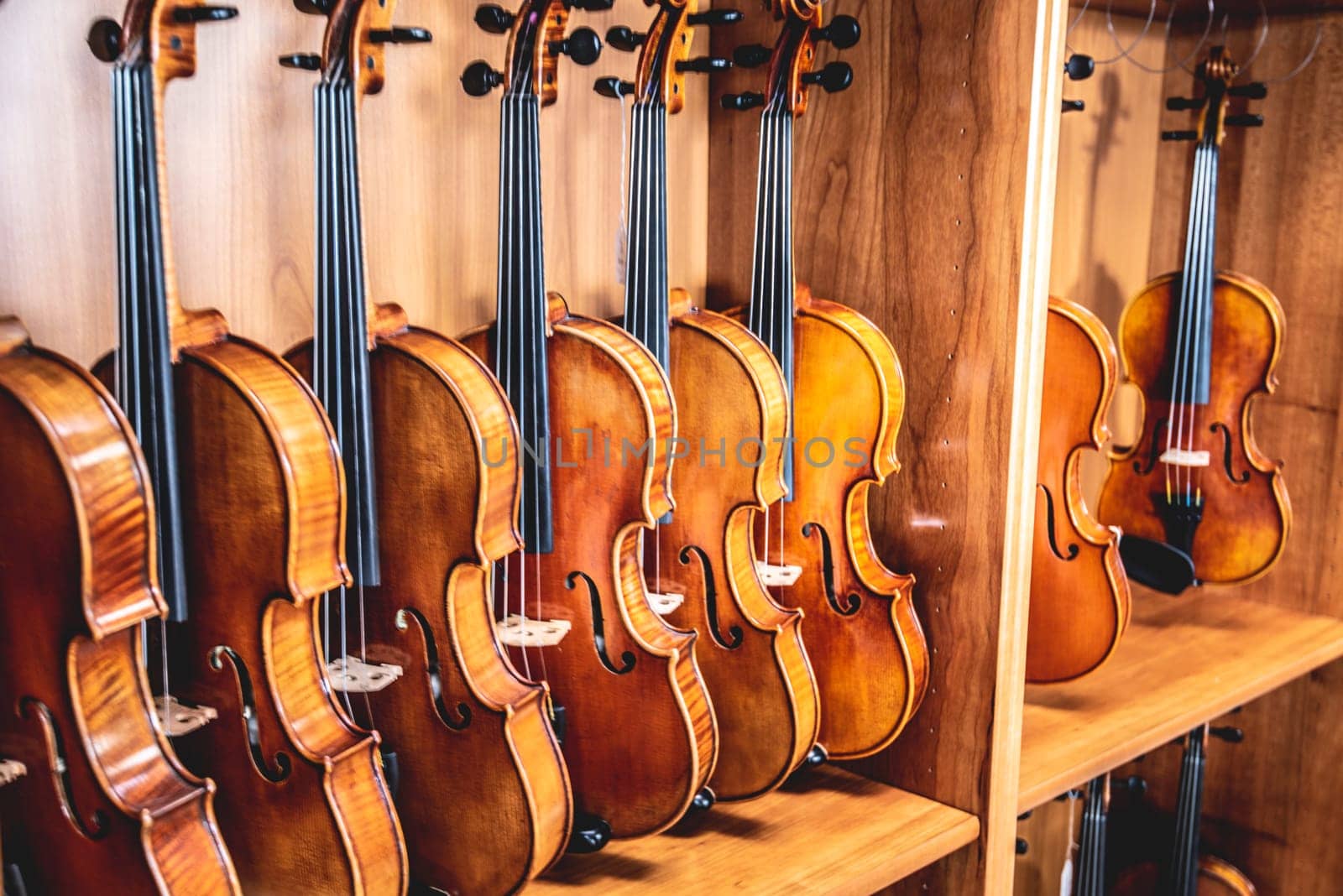 Violins are lined on wooden shelve in musical instruments store