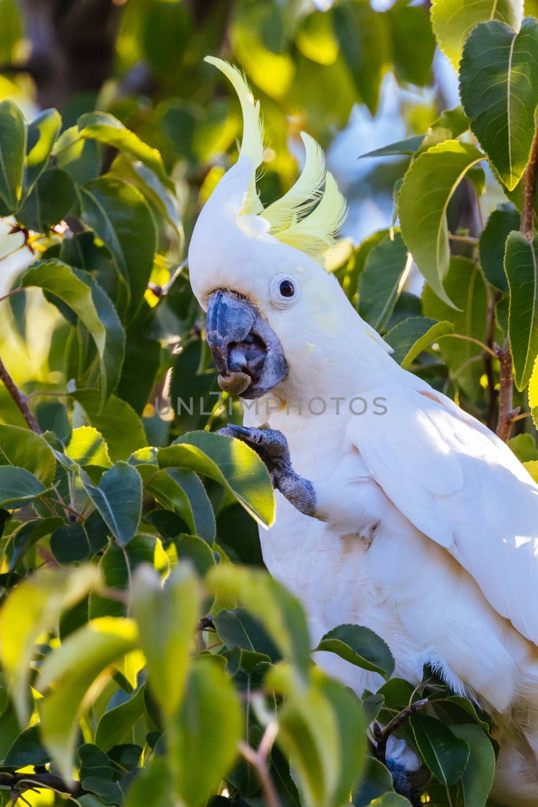 Wild Cockatoo Eating in Australia by FiledIMAGE