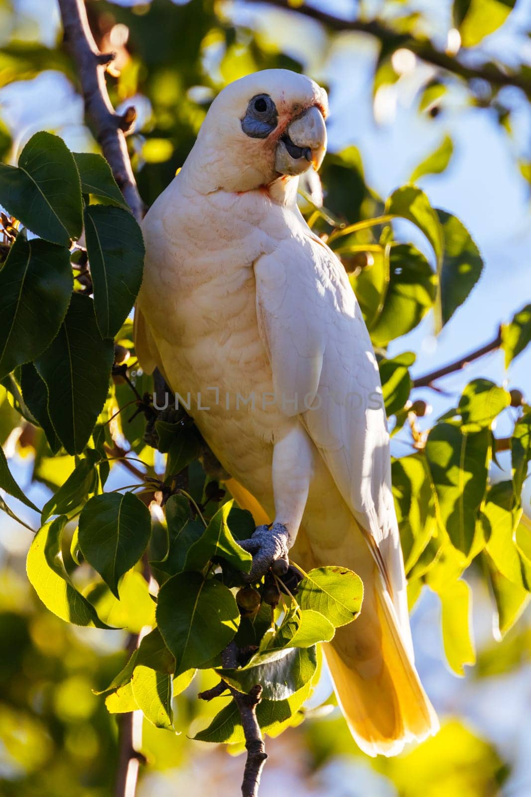 A wild yellow-crested cockatoo feeding on tree fruit in Melbourne, Victoria, Australia