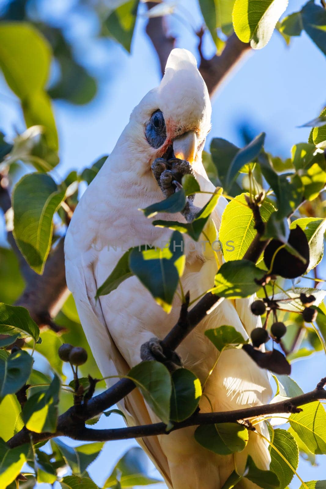 A wild yellow-crested cockatoo feeding on tree fruit in Melbourne, Victoria, Australia