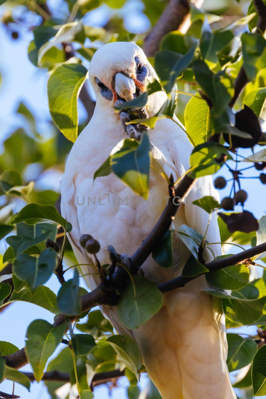 A wild yellow-crested cockatoo feeding on tree fruit in Melbourne, Victoria, Australia