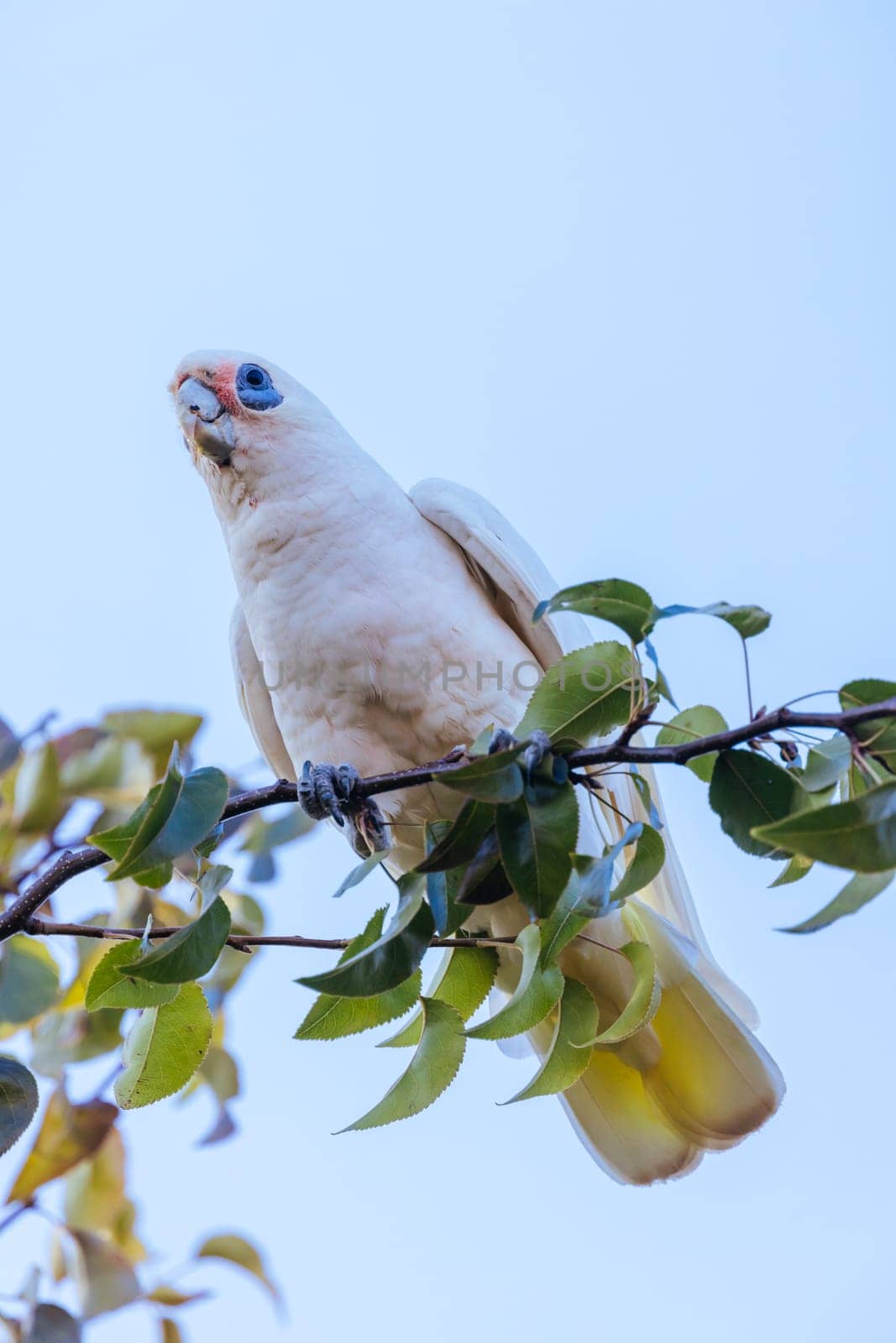 A wild yellow-crested cockatoo feeding on tree fruit in Melbourne, Victoria, Australia