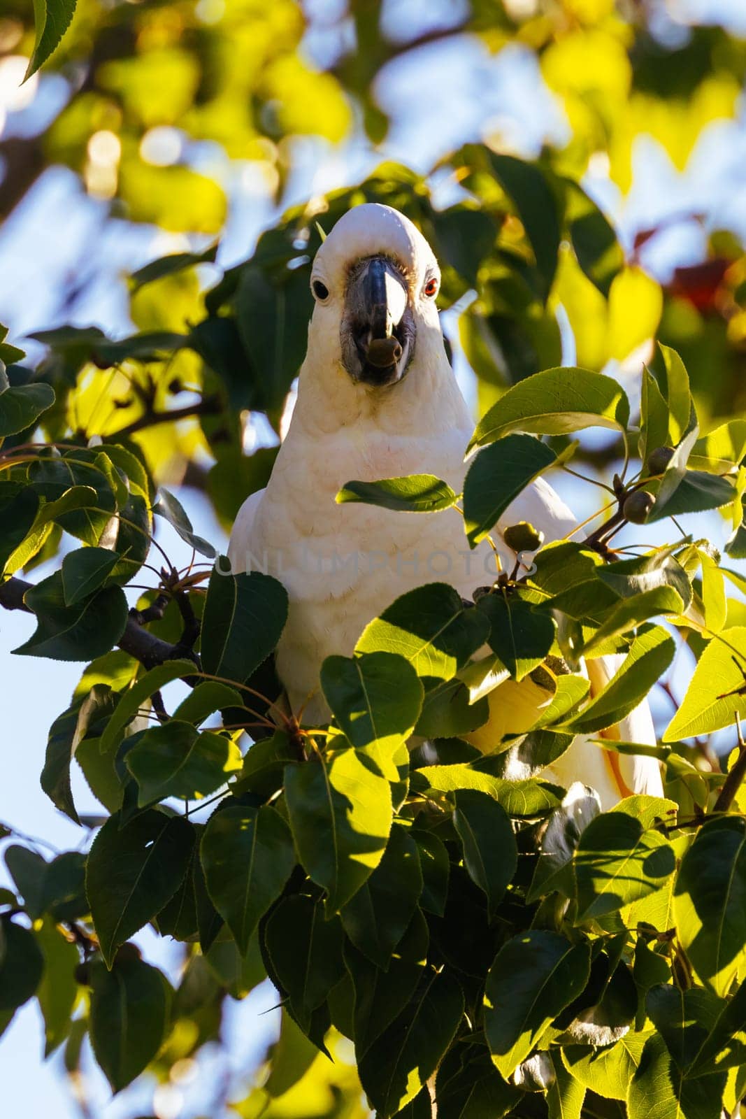 Wild Cockatoo Eating in Australia by FiledIMAGE