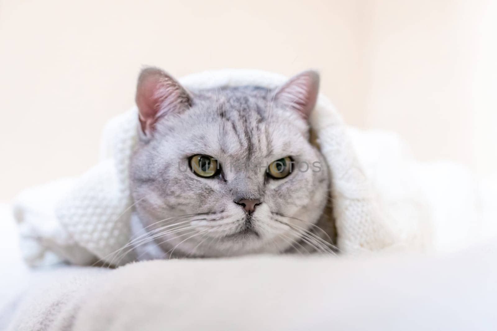Relaxed Scottish cat wrapped in white blanket muzzle close up. Where: Unspecified location. Comfortable setting. Conveying cat's relaxation in cozy blanket