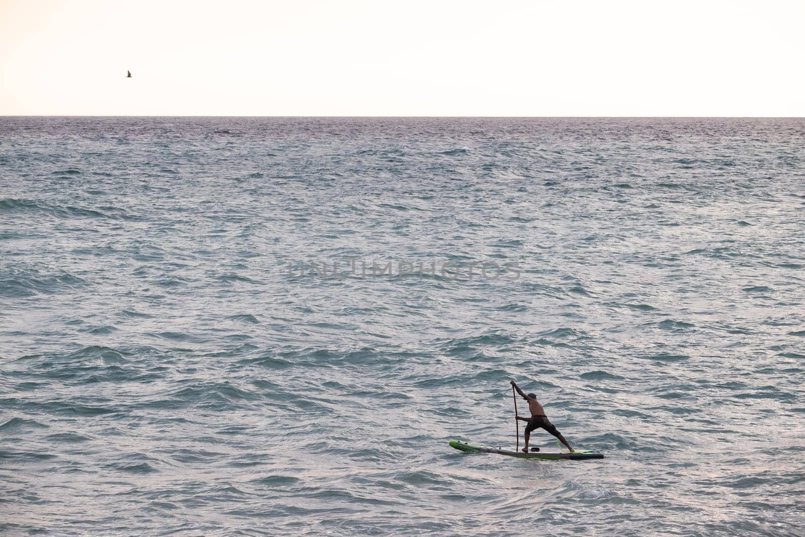 athletic wiry surfer guy swims with a paddle on a sup board in the sea Stand up paddleboarding by Rotozey