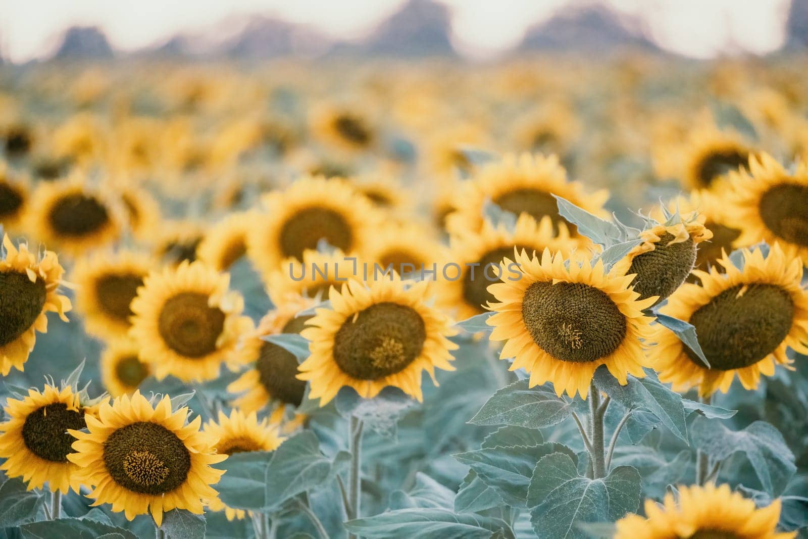 Close-up of a sunflower growing in a field of sunflowers during a nice sunny summer day with some clouds. Helianthus