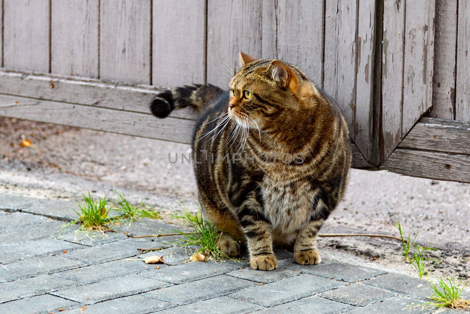 Cute fat tabby cat sitting on a stone street in the city by Nobilior