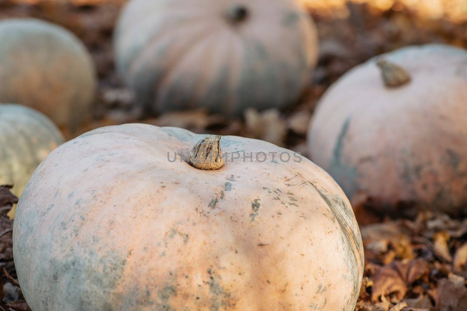 Warm colors of autumn foliage, big harvested pumpkins