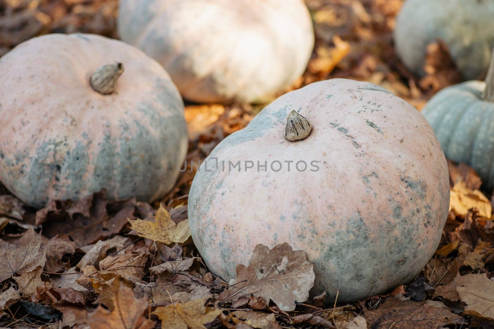 Warm natural colours, autumn mood