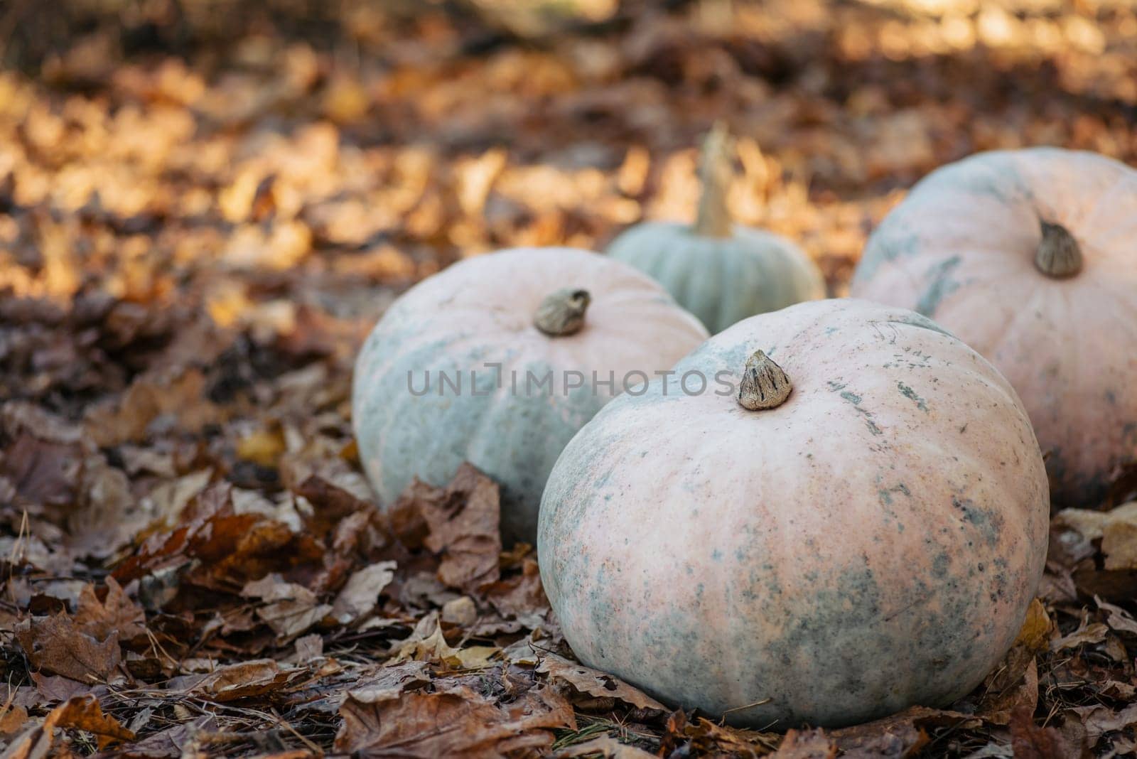 Autumn atmosphere, harvested pumpkins on yellow leaves