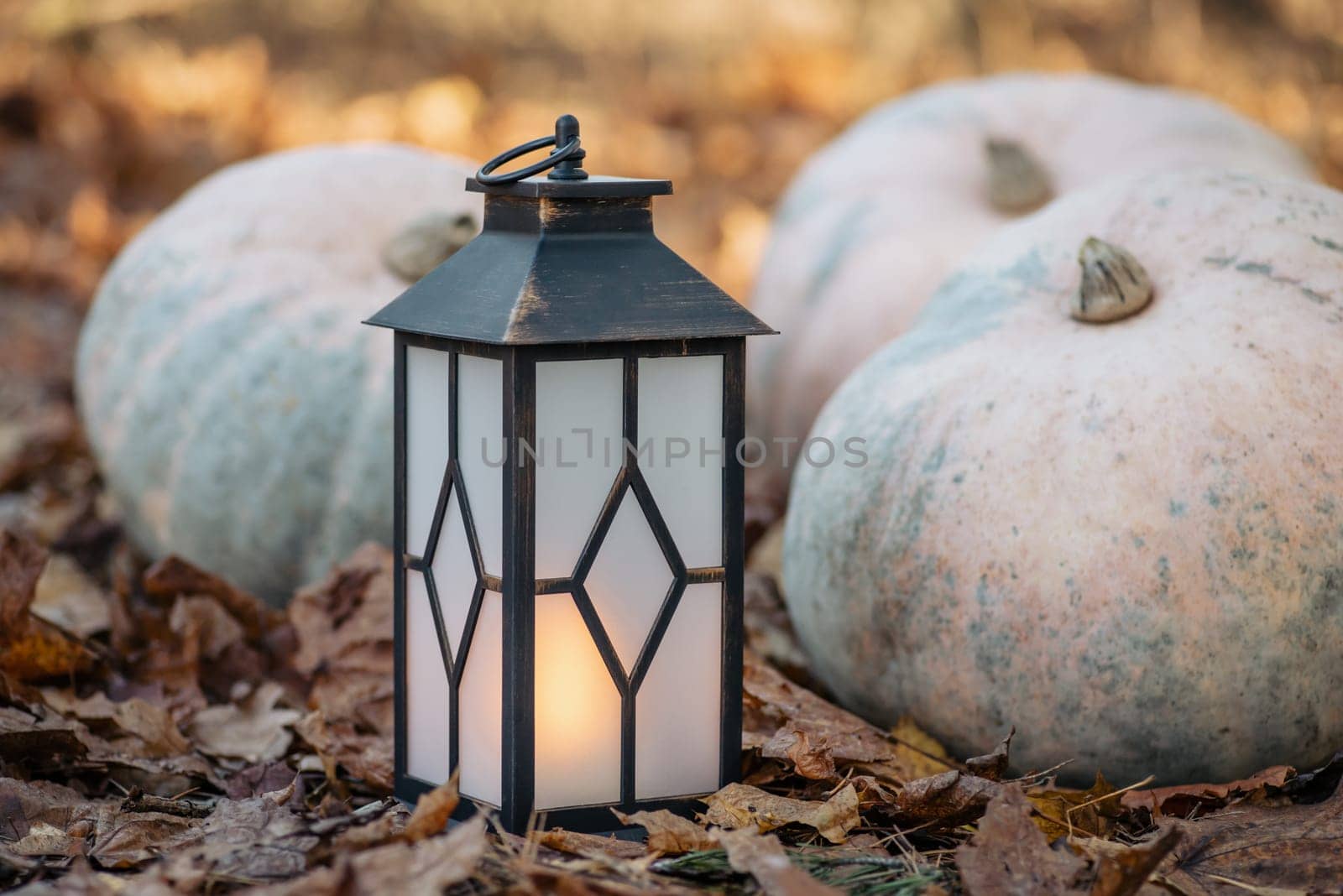 Close up of halloween decoration lantern, big ripe pumpkins