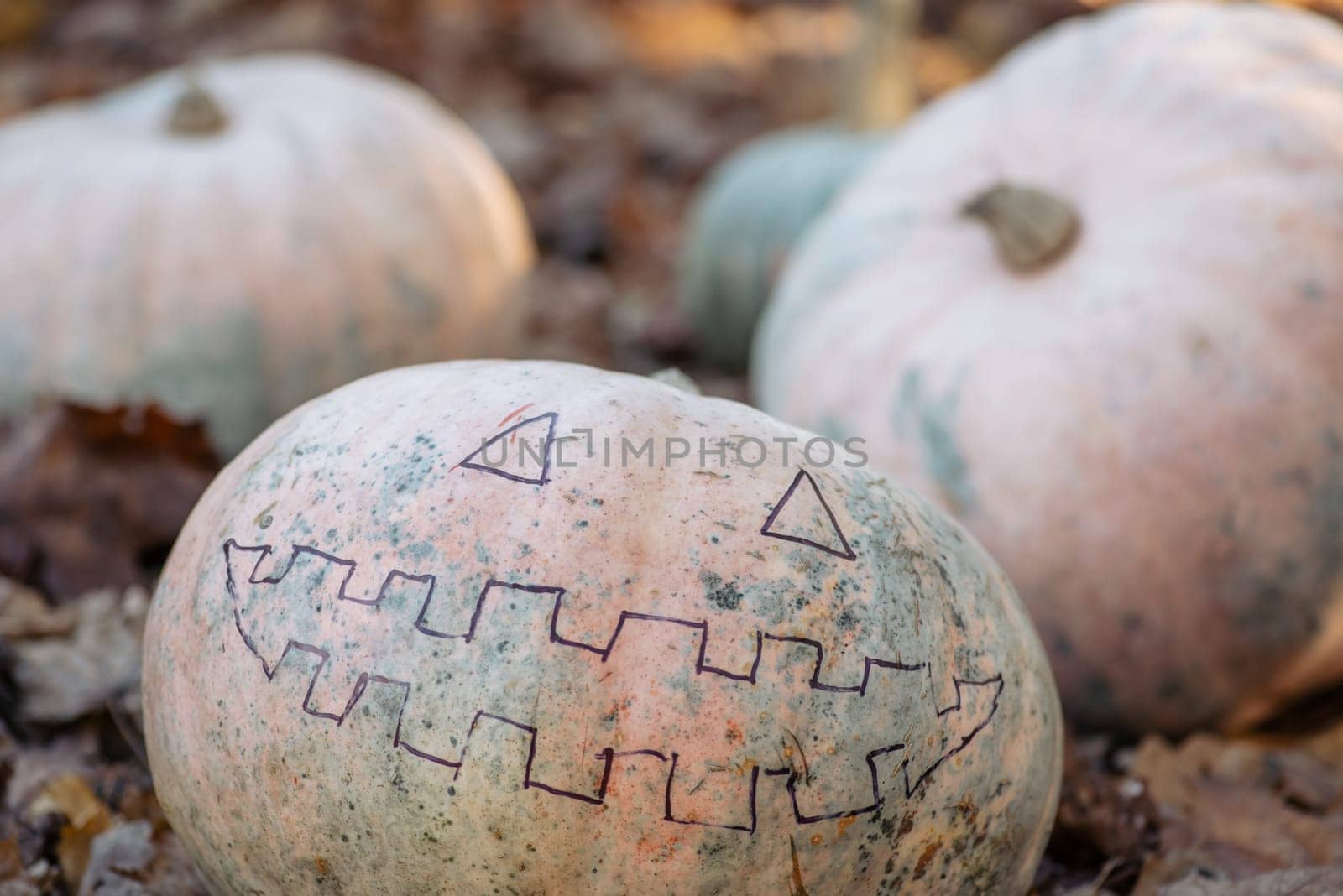 Pumpkin with drawn face with felt-tip pen on yellow autumn foliage by VitaliiPetrushenko