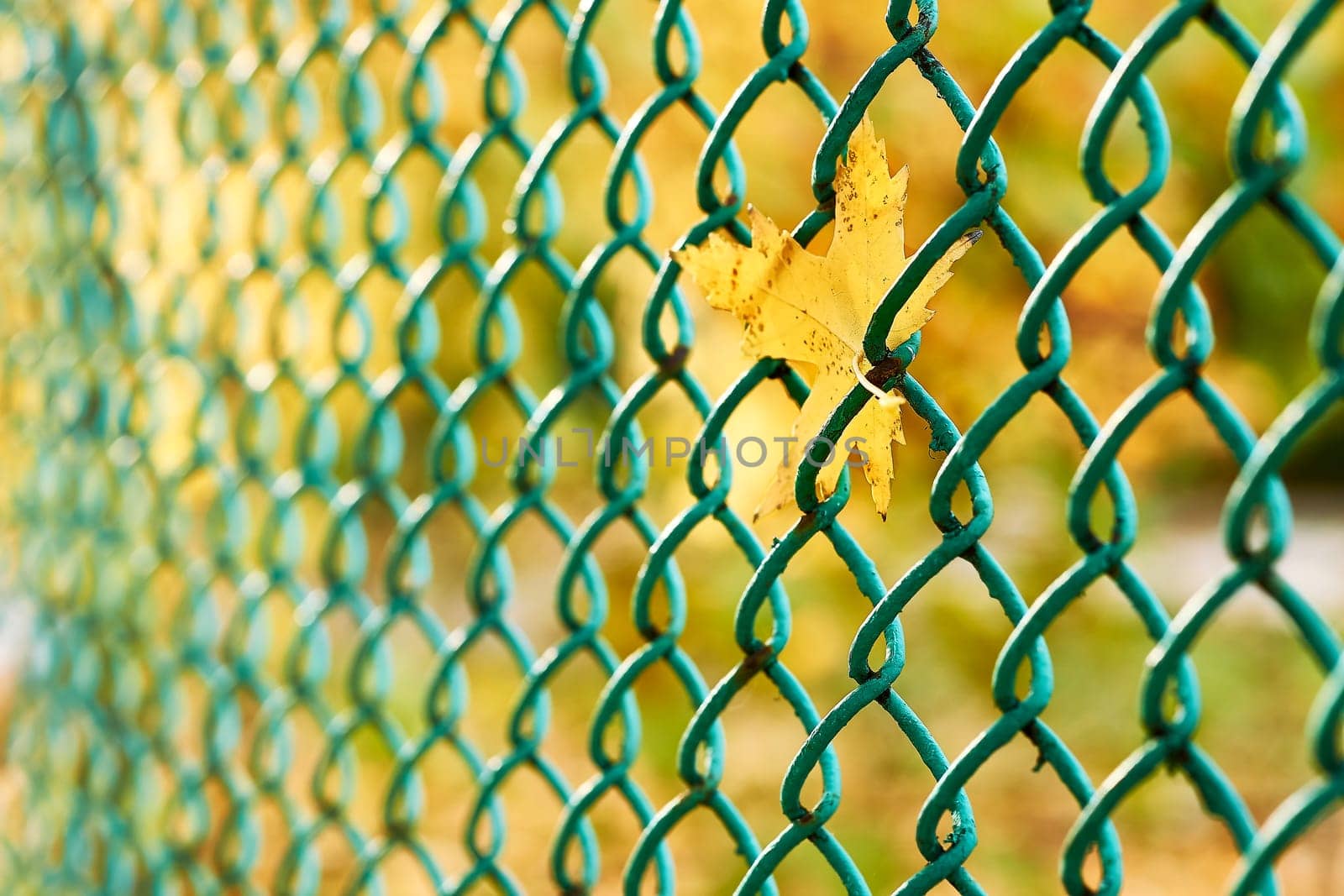 Autumn solitude. Yellow maple leaf stuck in a green wire mesh fence by jovani68