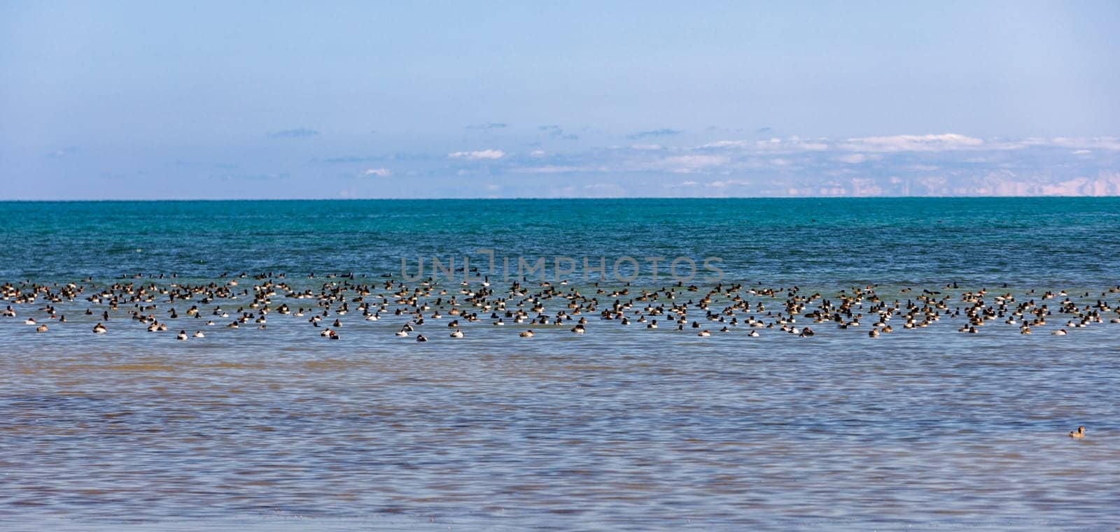 a flock of wild ducks swims on large surface of water at sunny afternoon by z1b
