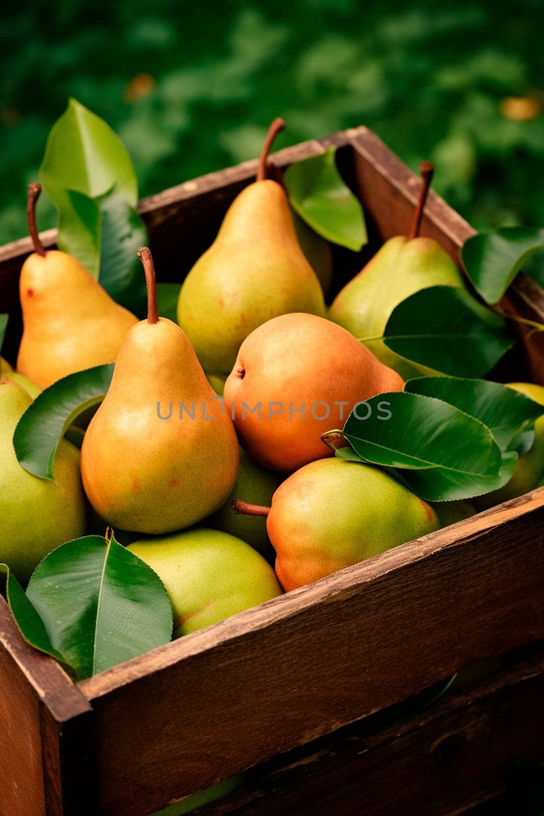 Pear harvest in a box in the garden. Selective focus. Food.