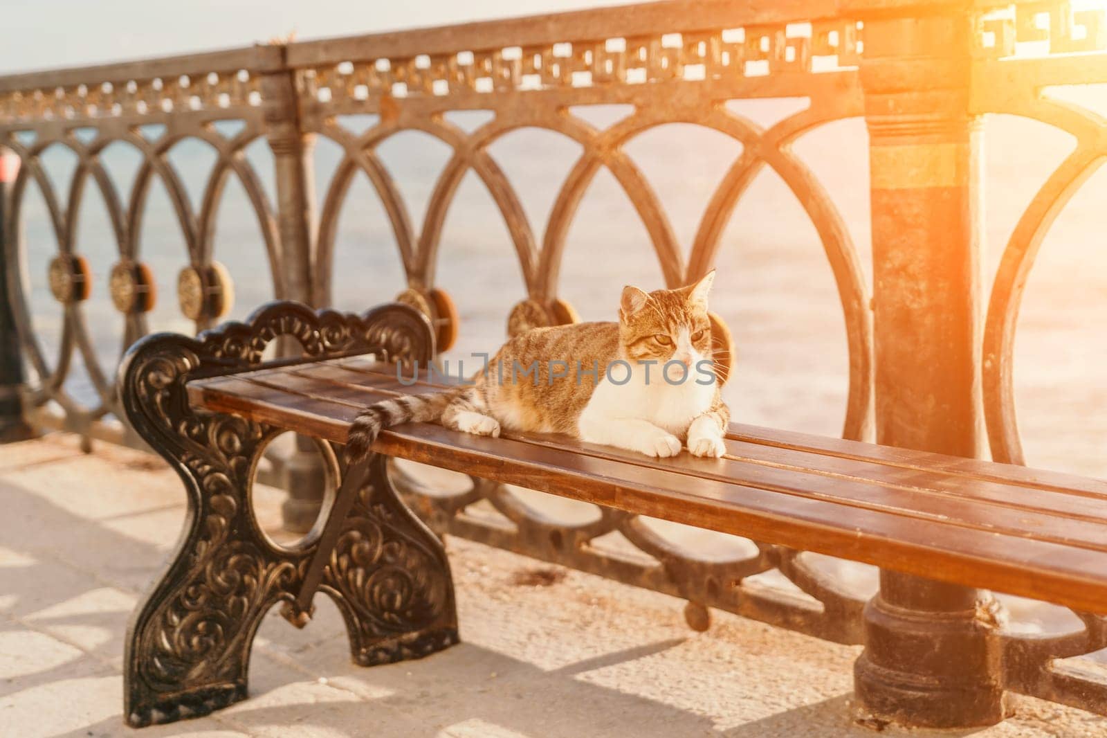 A cute happy grey tabby kitten lies and rests on the chair of the beach cafe in the rays of sunlight, looks at the camera, wiggles its ears and enjoys the morning sun. by panophotograph