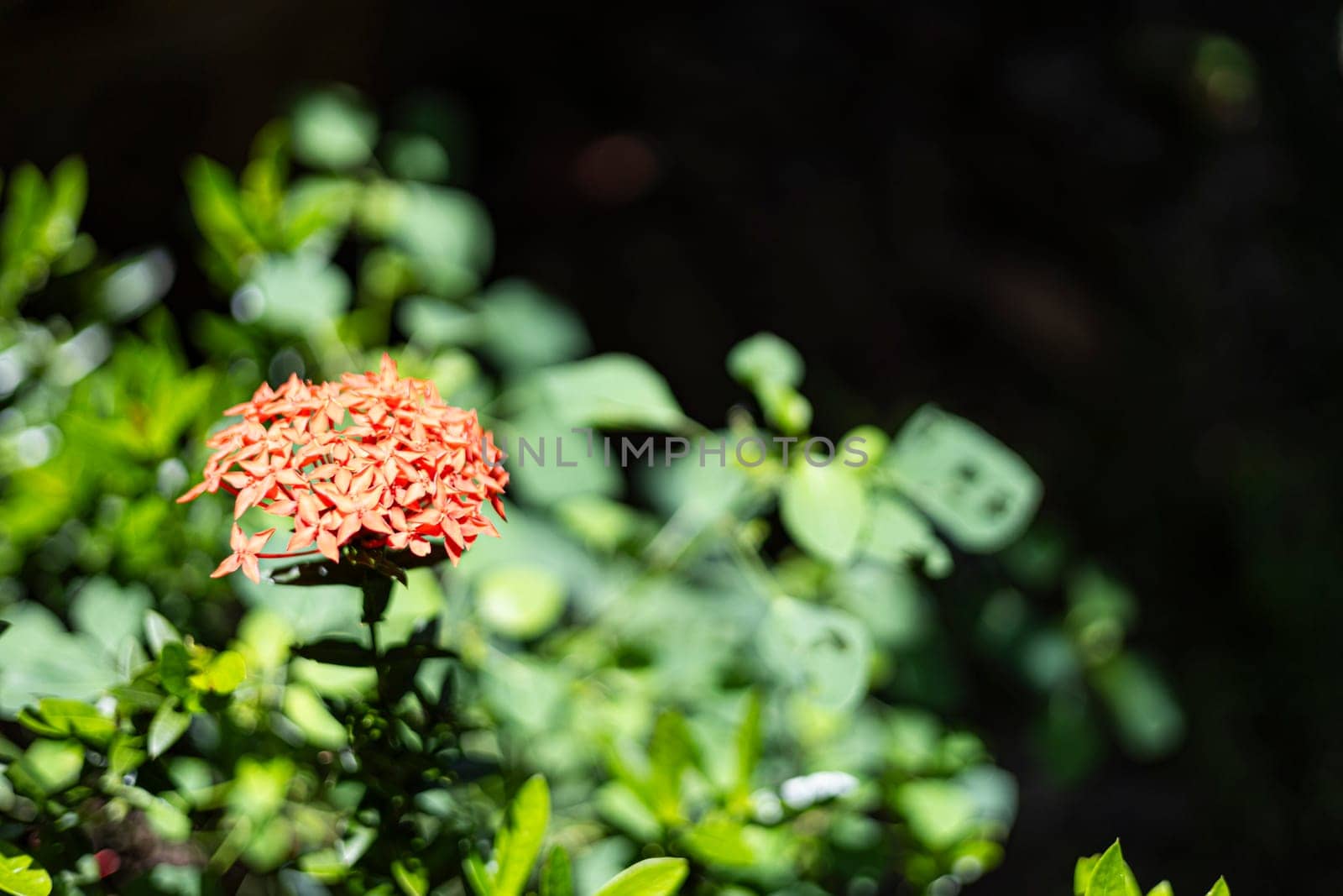 Beautiful red spike flower.  Red Rubiaceae Flower In The Garden.