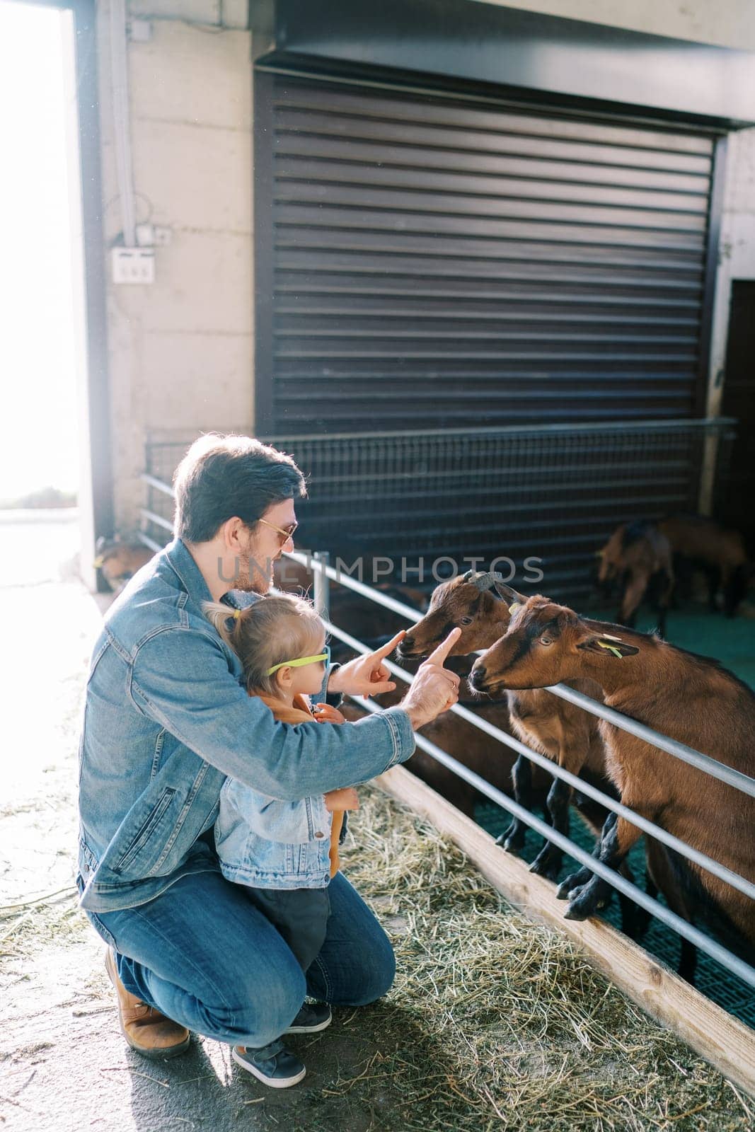 Little girl looks at dad stroking goats with two hands in a paddock. High quality photo