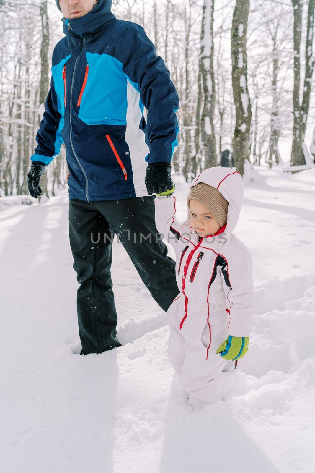 Dad and a little girl are walking holding hands through snowdrifts in the forest. Cropped. High quality photo