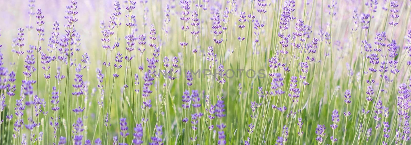 Lavender flowers blooming in the lavender field. Soft focus. Floral backgrond