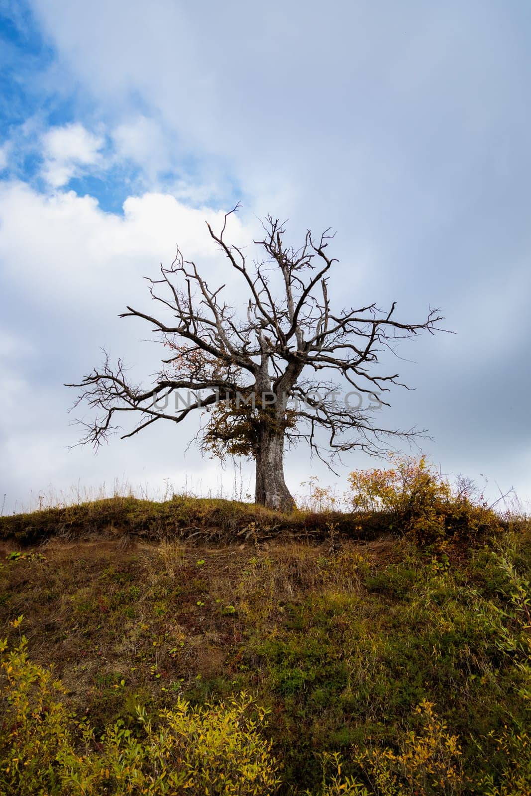 Lonely withered tree on an incredible mountain