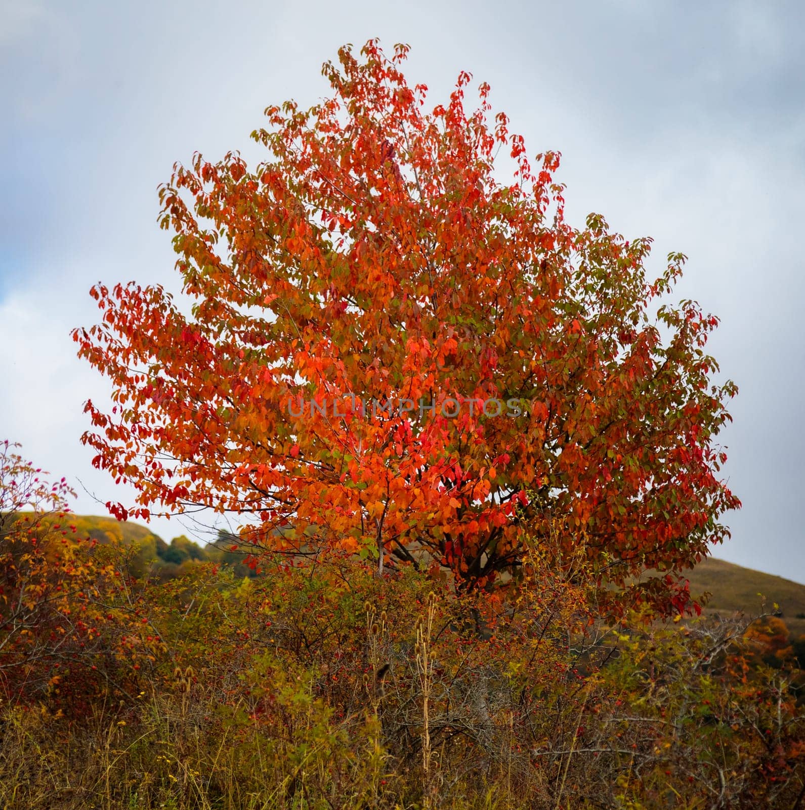 A bright autumn tree in all its glory