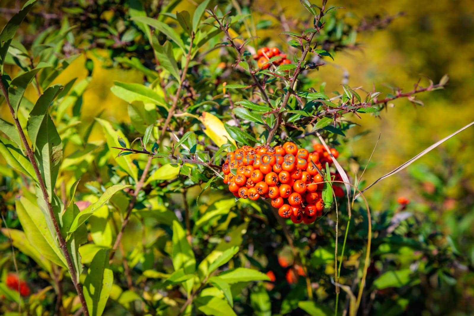 Wild mountain sea buckthorn in bright autumn colors by Yurich32
