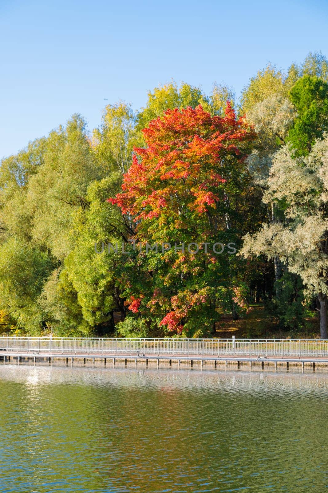 A magnificent autumn city park with a pond attracts with its peaceful atmosphere and natural beauty