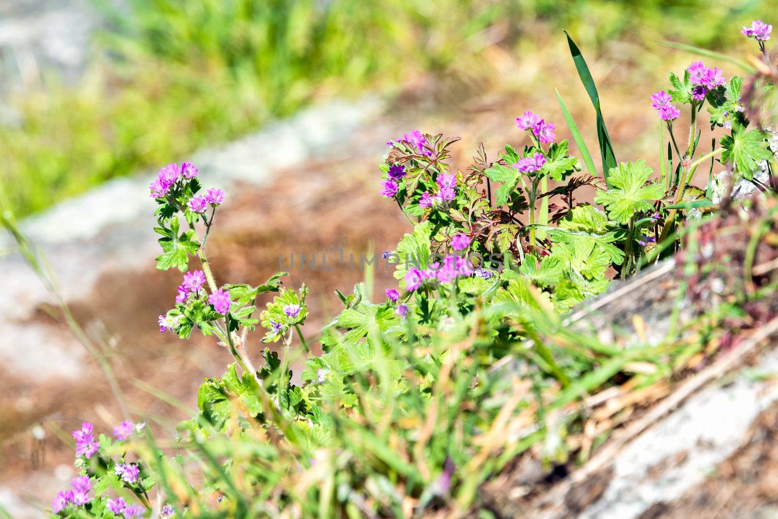 Small lilac flowers blossoming under sun light on steep rocky slope.